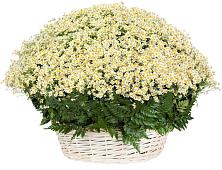 Цветочная композиция из Ромашки в корзине #REPLACE_PRED# Гехах